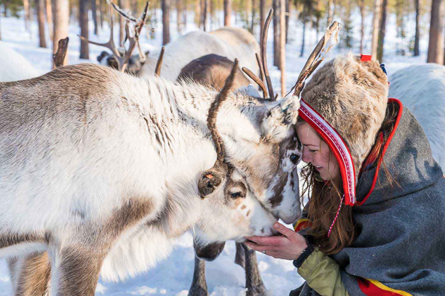 Sami cultuur lapland rendieren