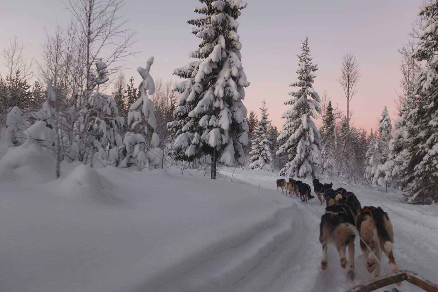 Hondenslee Zweden Lapland