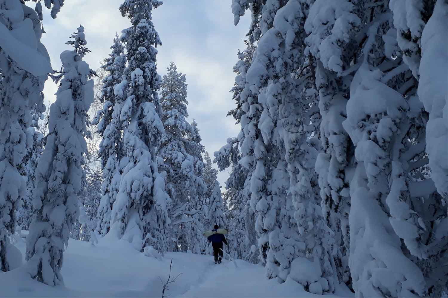 Sneeuwschoen wandelen Zweeds Lapland
