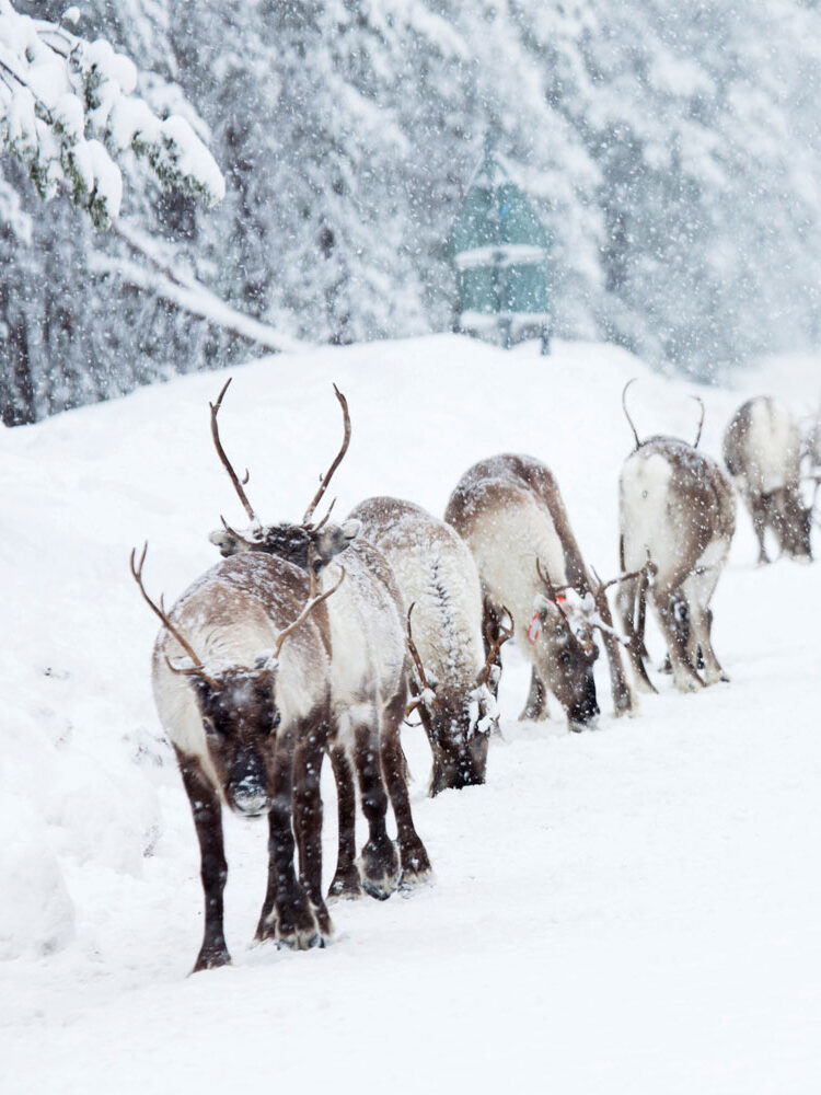wildlife Zweden Lapland
