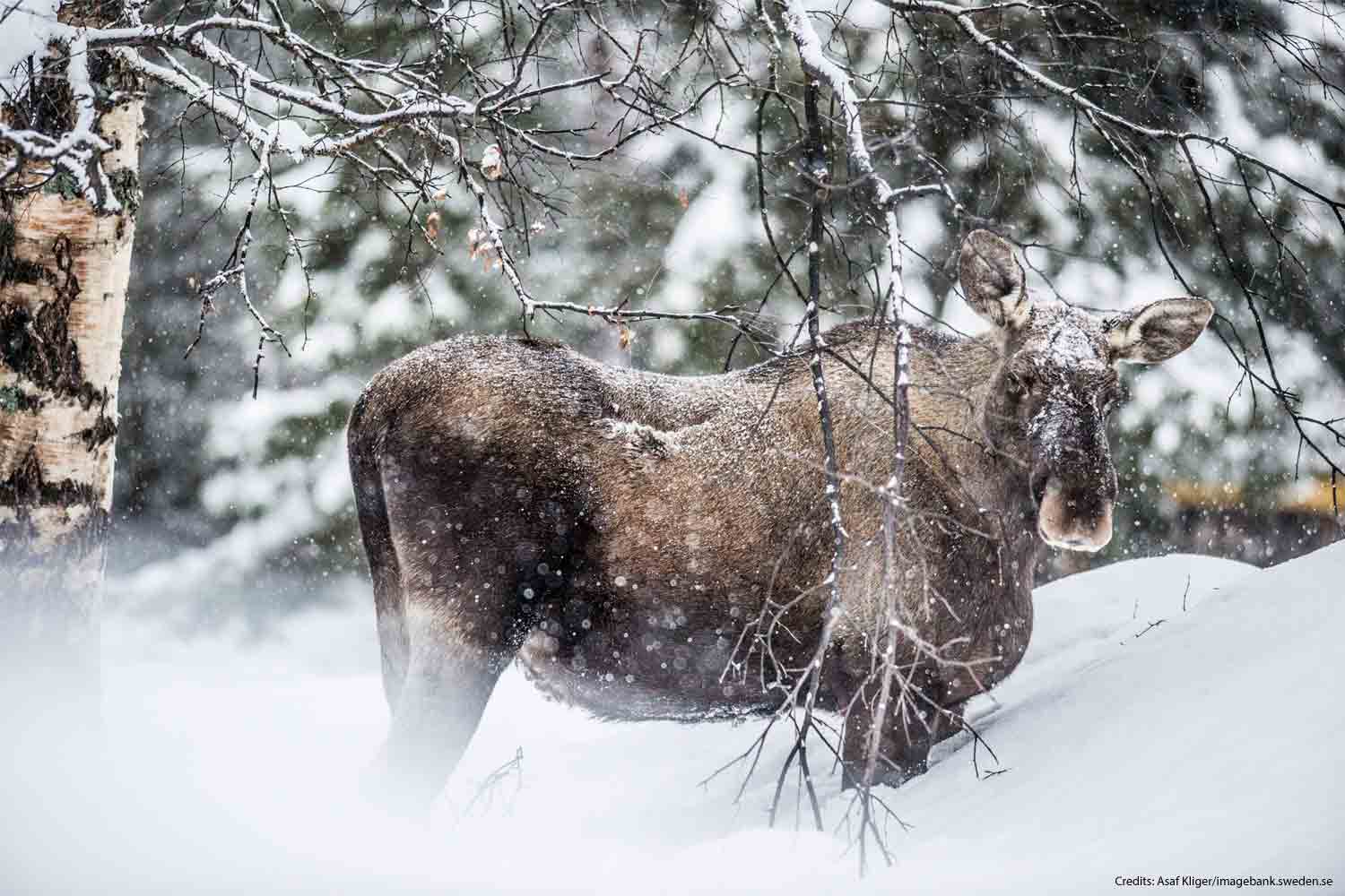 wildlife Zweden Lapland